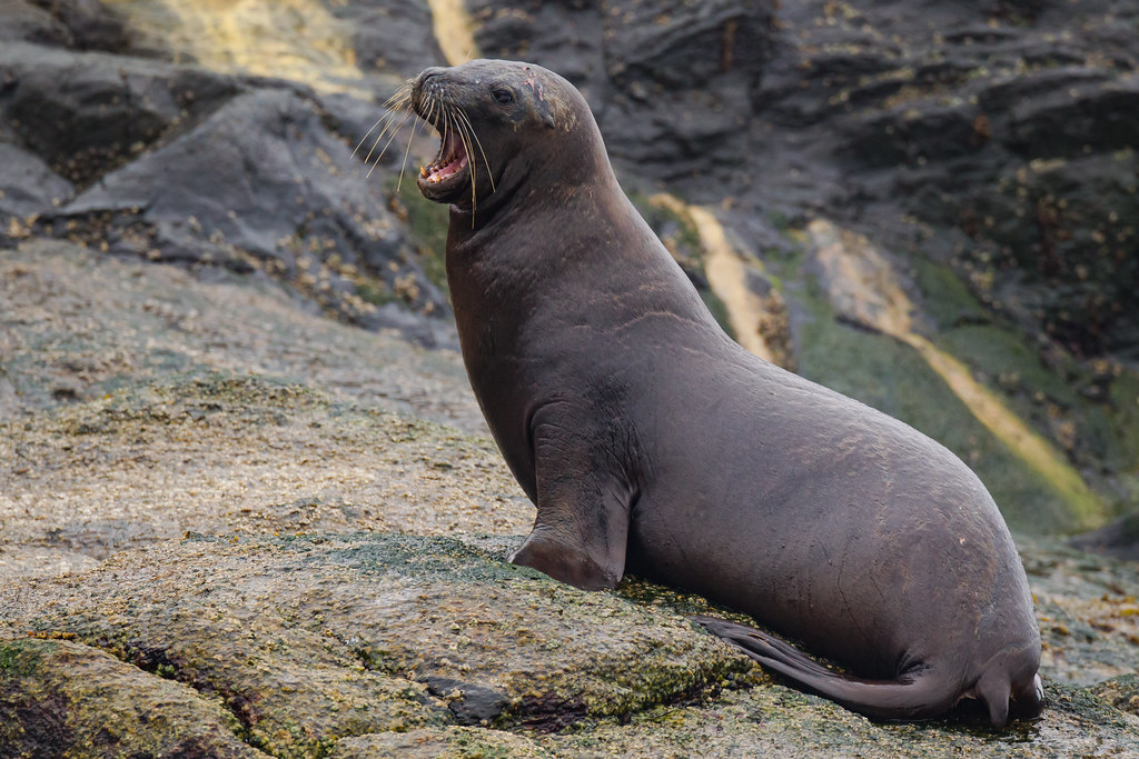 South American Sea Lion